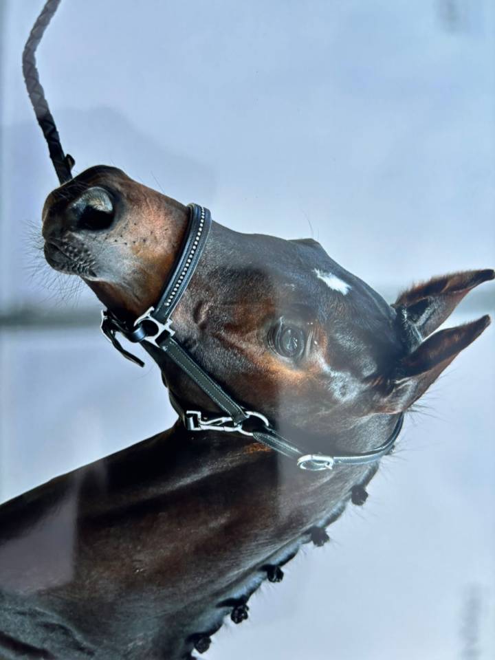 Potro Silla Francés En venta 2025 Bayo moreno por BE SURE