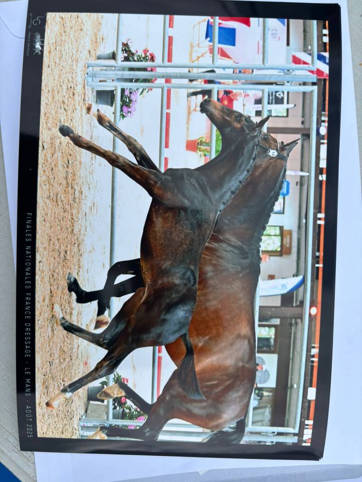 Potro Silla Francés En venta 2025 Bayo moreno por BE SURE