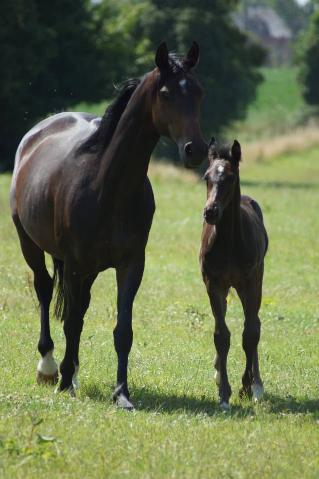 Potro Silla Francés En venta 2025 Bayo moreno por BE SURE