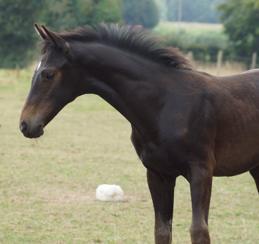 Potro Silla Francés En venta 2025 Bayo moreno por BE SURE