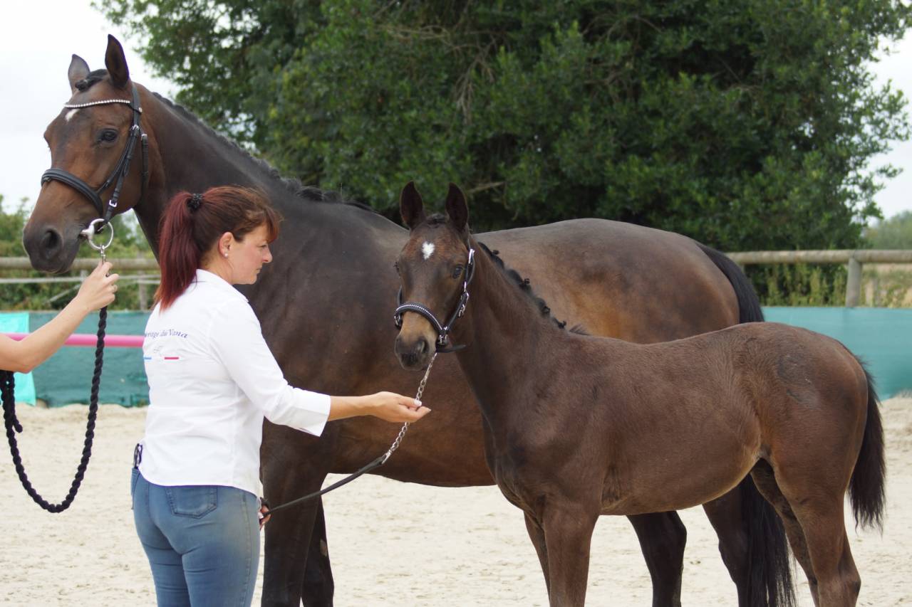 Potro Silla Francés En venta 2025 Bayo moreno por BE SURE