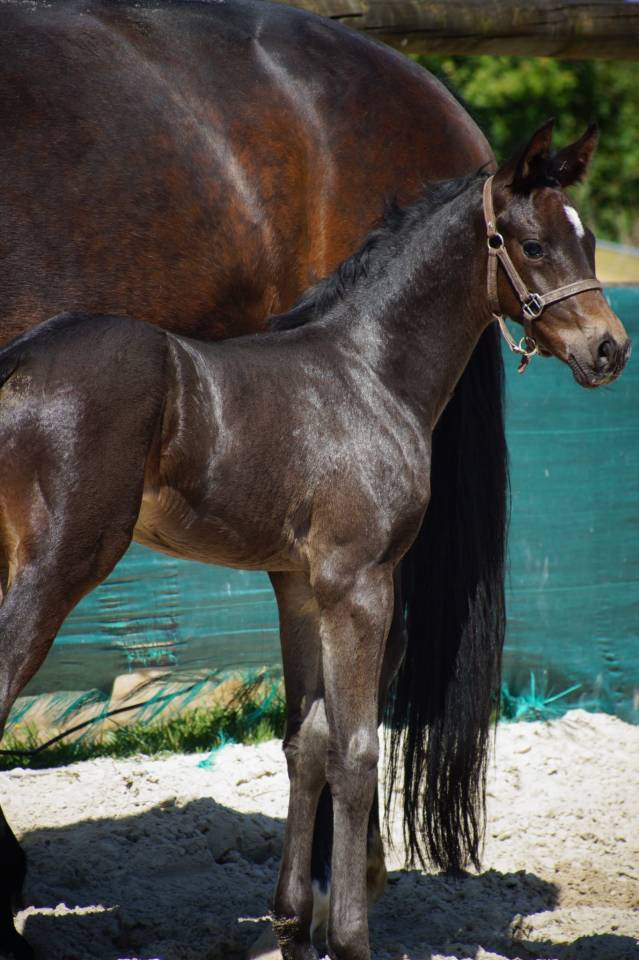 Potro Silla Francés En venta 2025 Bayo moreno por BE SURE