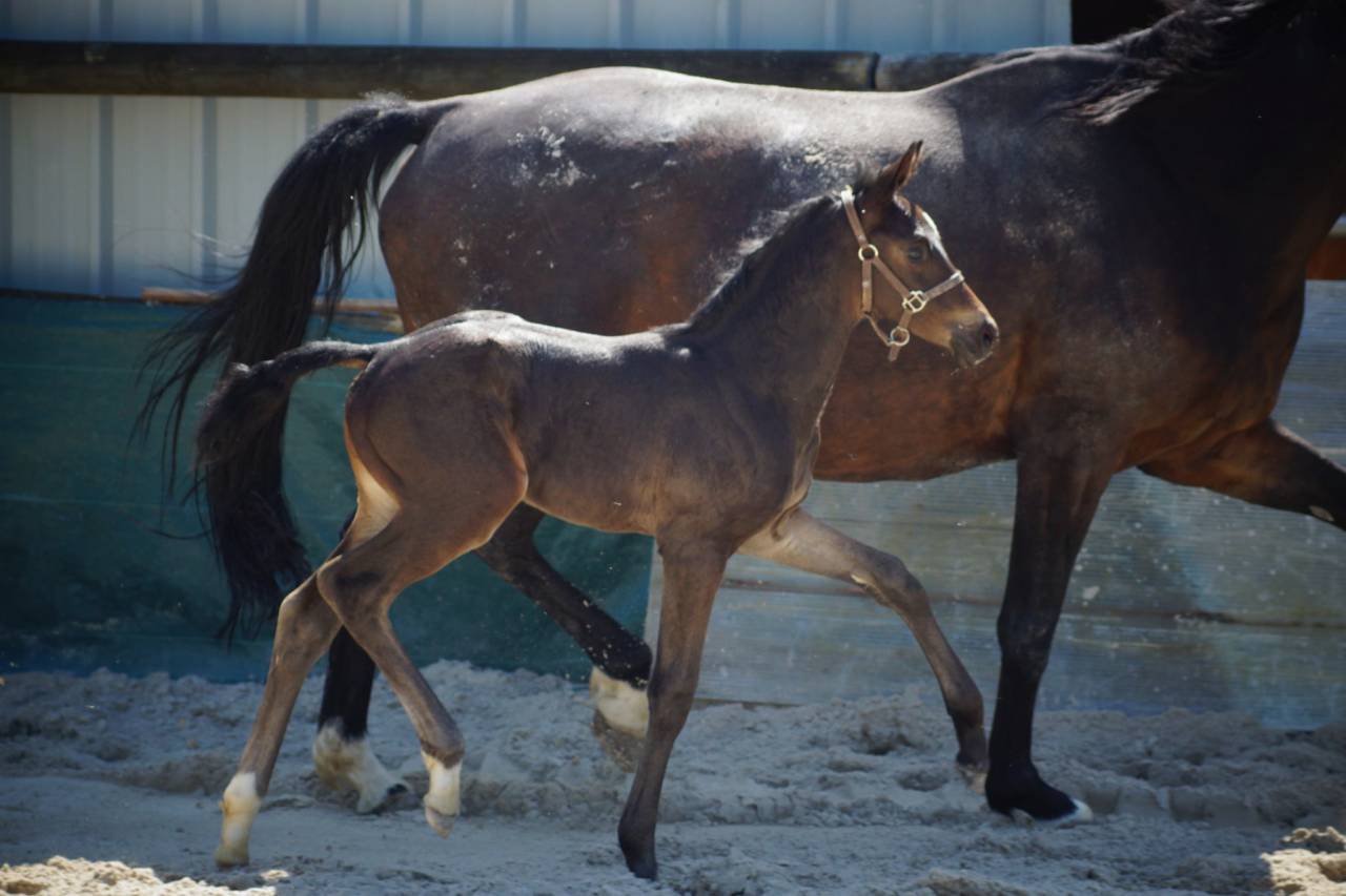 Potro Silla Francés En venta 2025 Bayo moreno por BE SURE