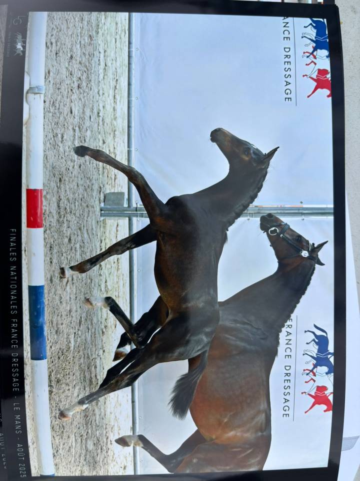 Potro Silla Francés En venta 2025 Bayo moreno por BE SURE