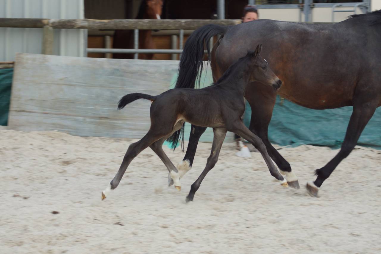 Potro Silla Francés En venta 2025 Bayo moreno por BE SURE