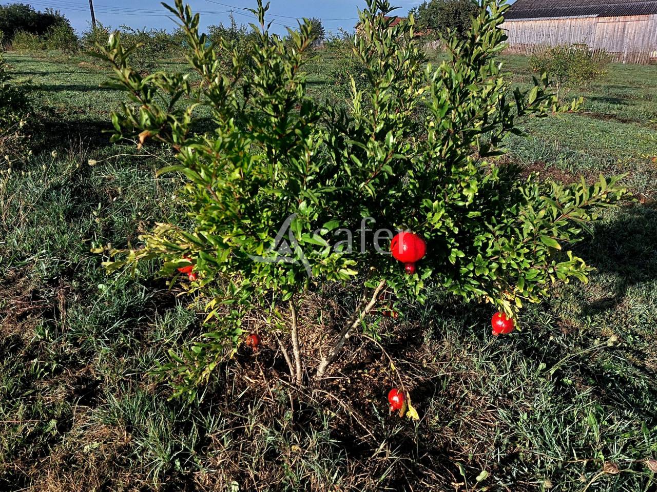 Explotaci&oacute;n agr&iacute;cola En venta Dordo&ntilde;a