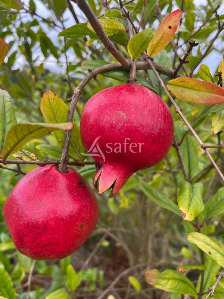 Explotación agrícola En venta Dordoña