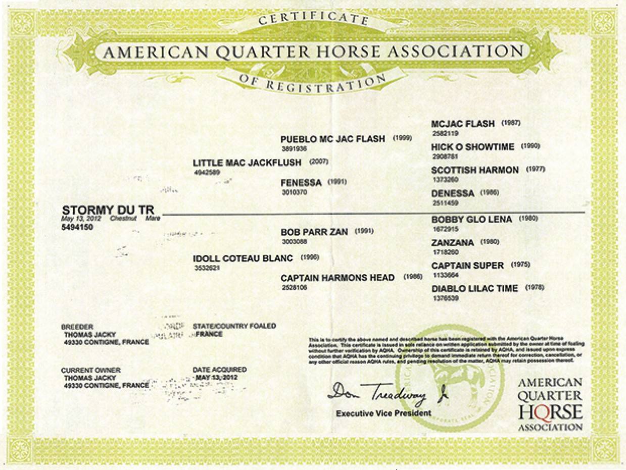 Yegua Quarter Horse En venta 2012 Alazán por LITTLE MAC JACKFLUSH