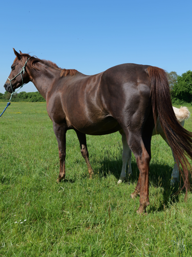 Yegua Quarter Horse En venta 2012 Alazán por LITTLE MAC JACKFLUSH