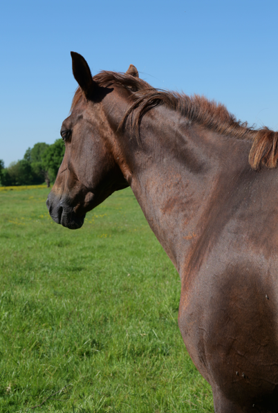 Yegua Quarter Horse En venta 2012 Alazán por LITTLE MAC JACKFLUSH