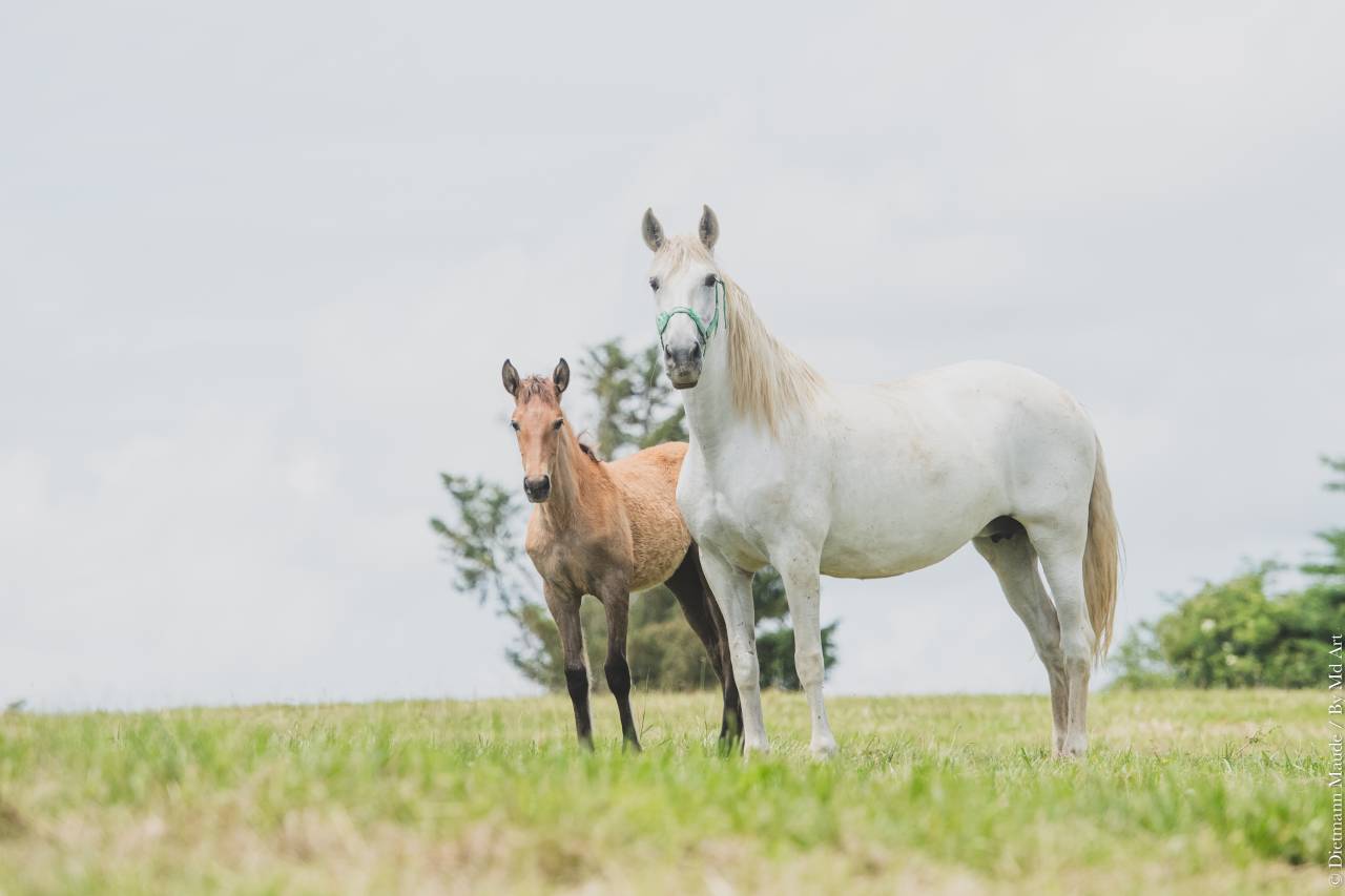 Potranca PRE Pura Raza Española En venta 2025 Tordo