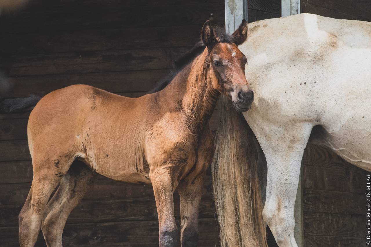 Potranca PRE Pura Raza Española En venta 2025 Tordo