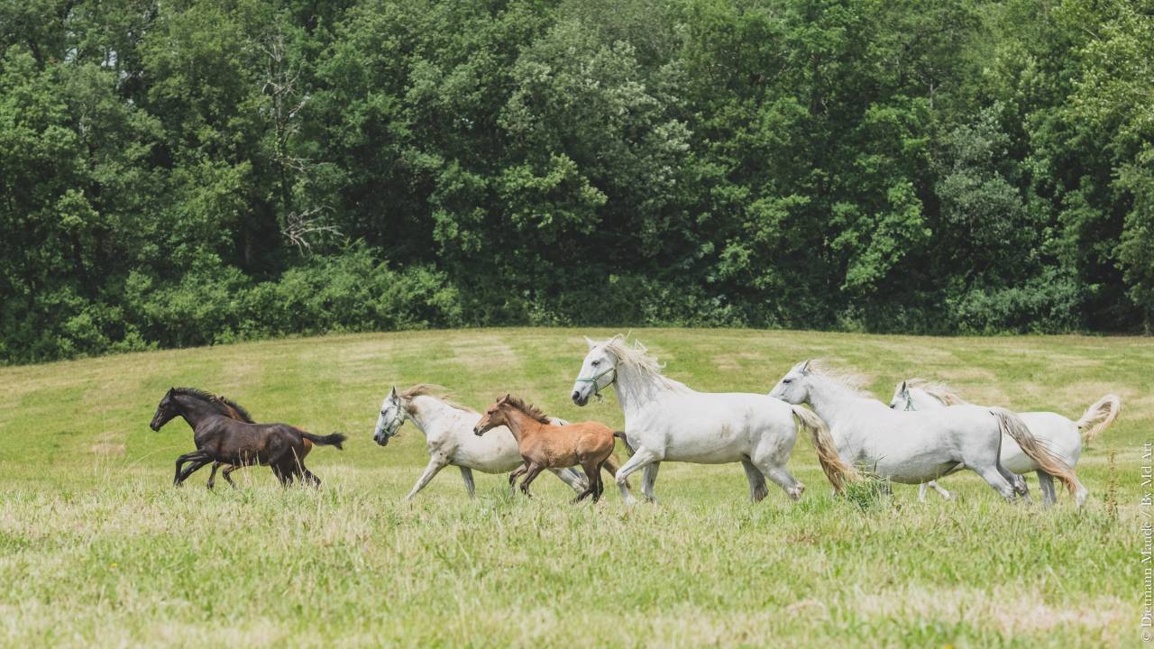 Potranca PRE Pura Raza Española En venta 2025 Tordo