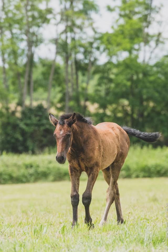 Potranca PRE Pura Raza Española En venta 2025 Tordo