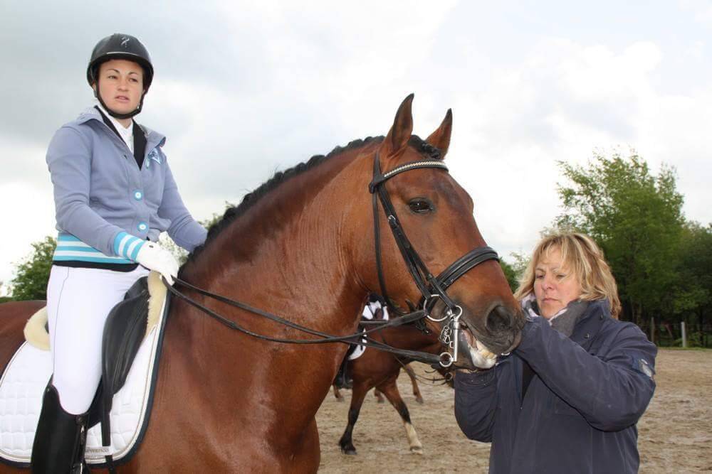 Potranca PRE Pura Raza Española En venta 2025 Tordo