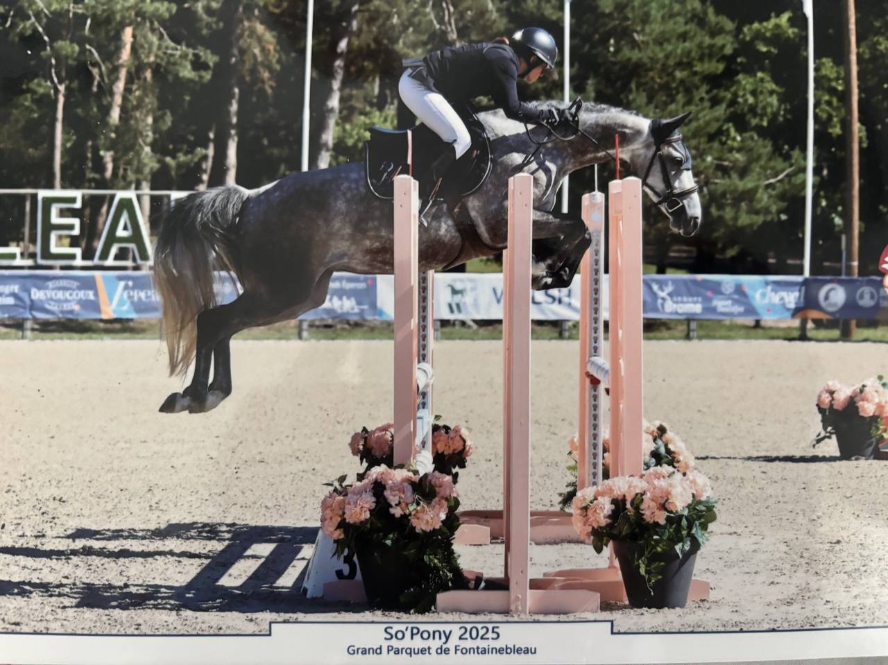 Yegua PFS Poni Françés de Silla En venta 2020 Tordo