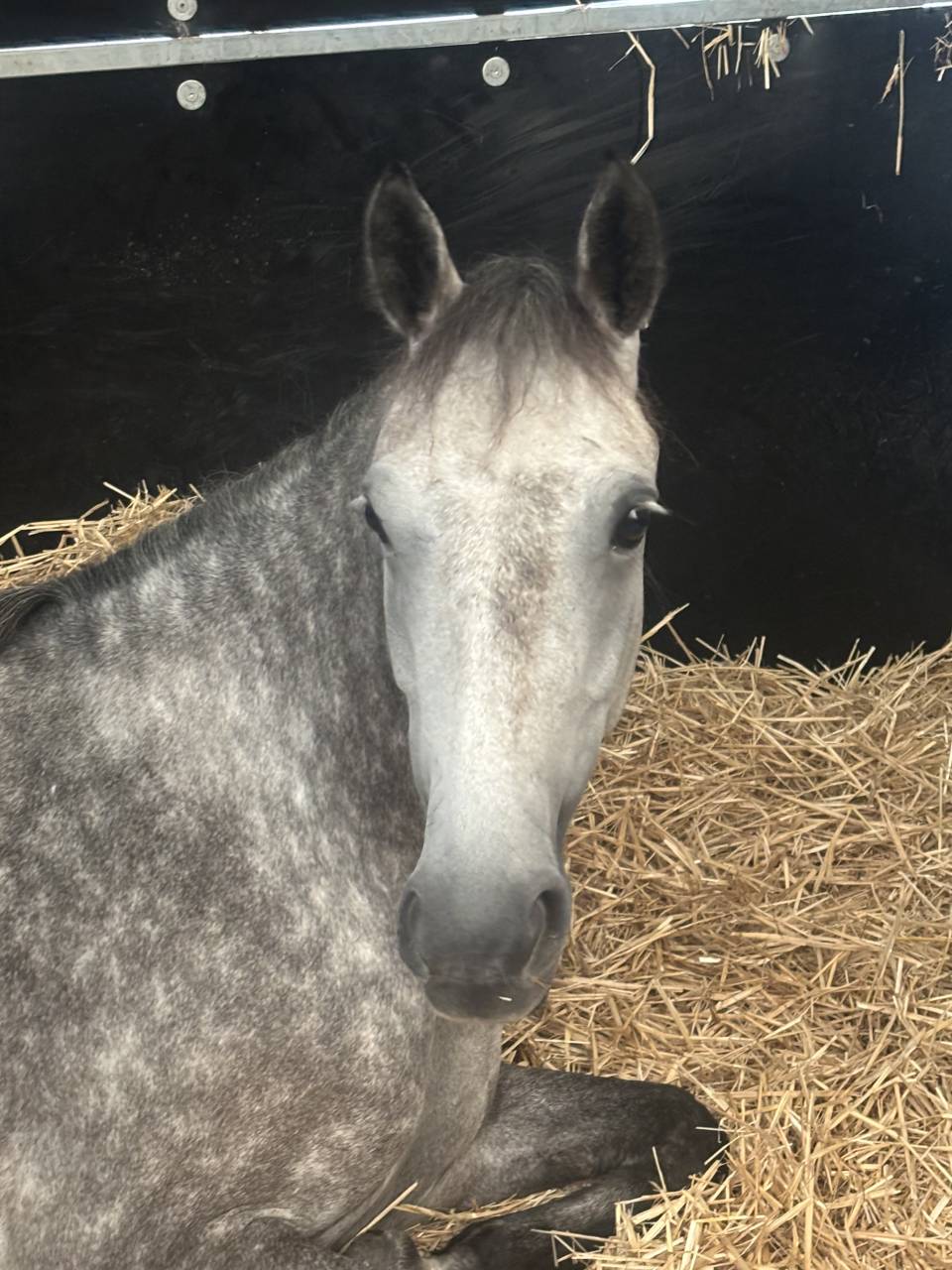 Yegua PFS Poni Françés de Silla En venta 2020 Tordo