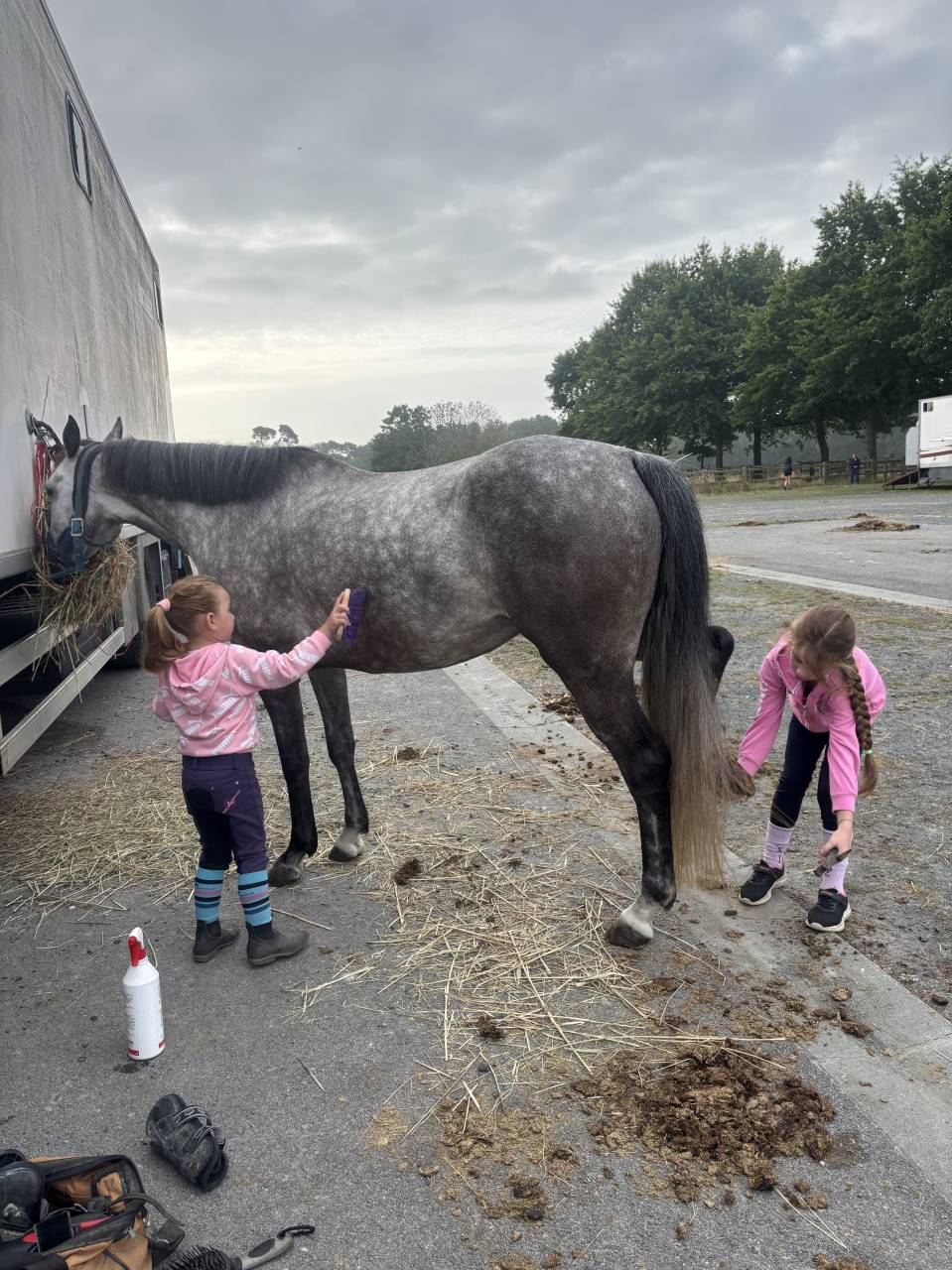 Yegua PFS Poni Françés de Silla En venta 2020 Tordo