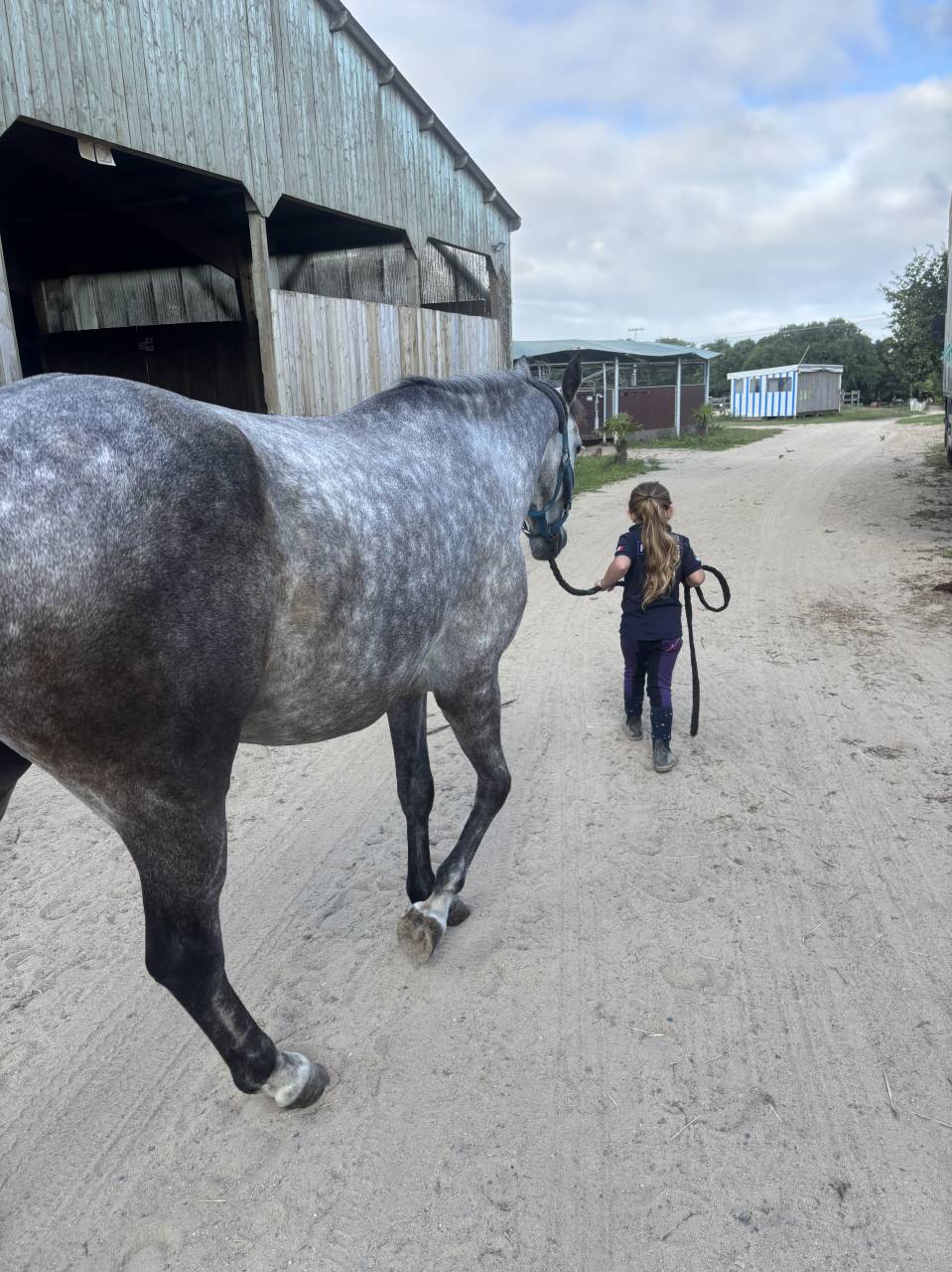 Yegua PFS Poni Françés de Silla En venta 2020 Tordo