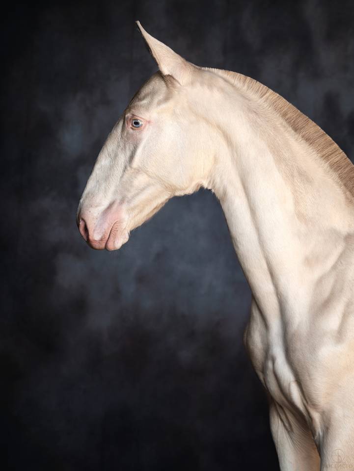 Potro Lusitano En venta 2024 Crema por Violino do retiro