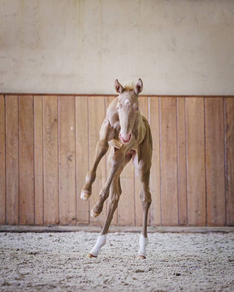 Potro Lusitano En venta 2024 Crema por Violino do retiro
