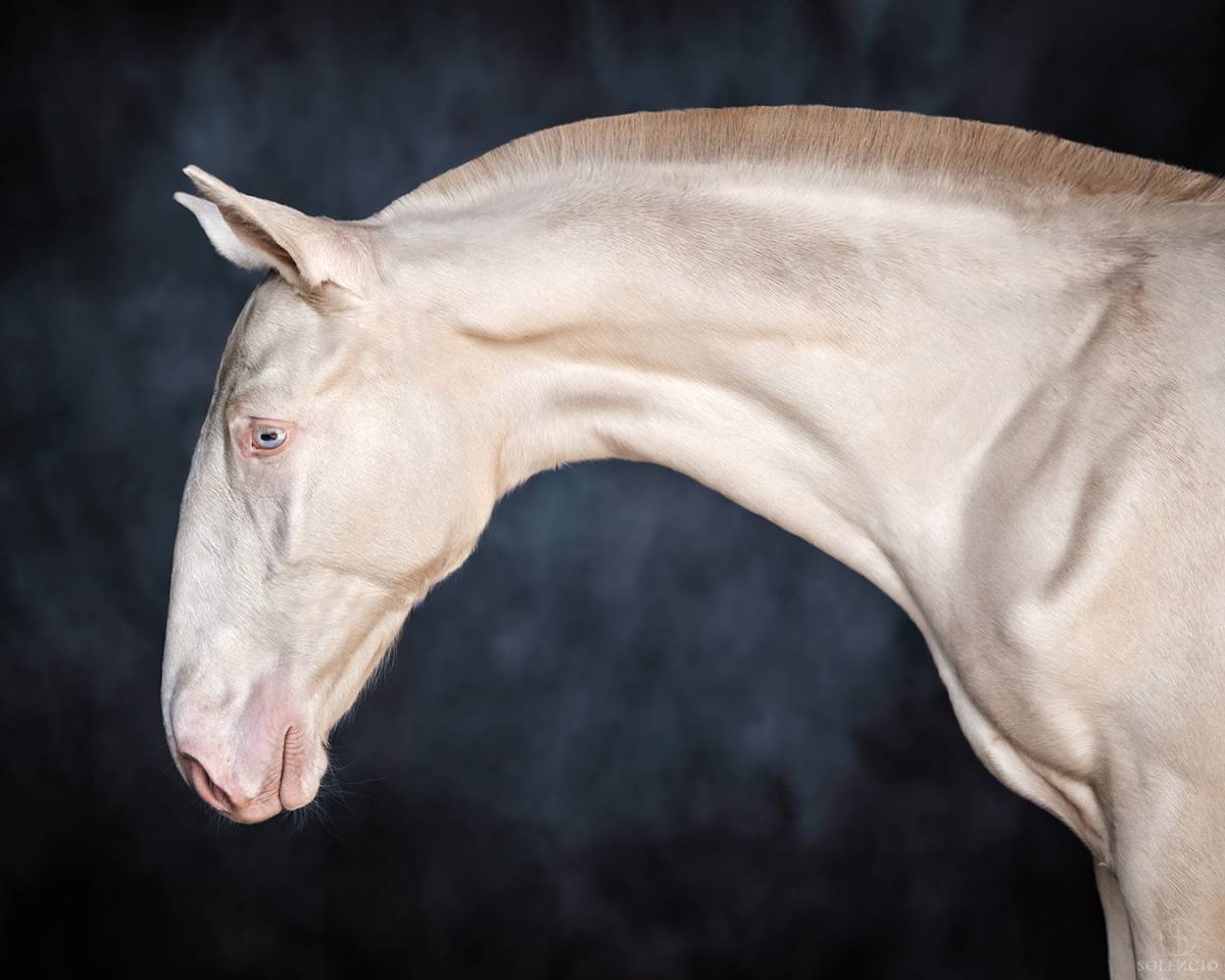 Potro Lusitano En venta 2024 Crema por Violino do retiro