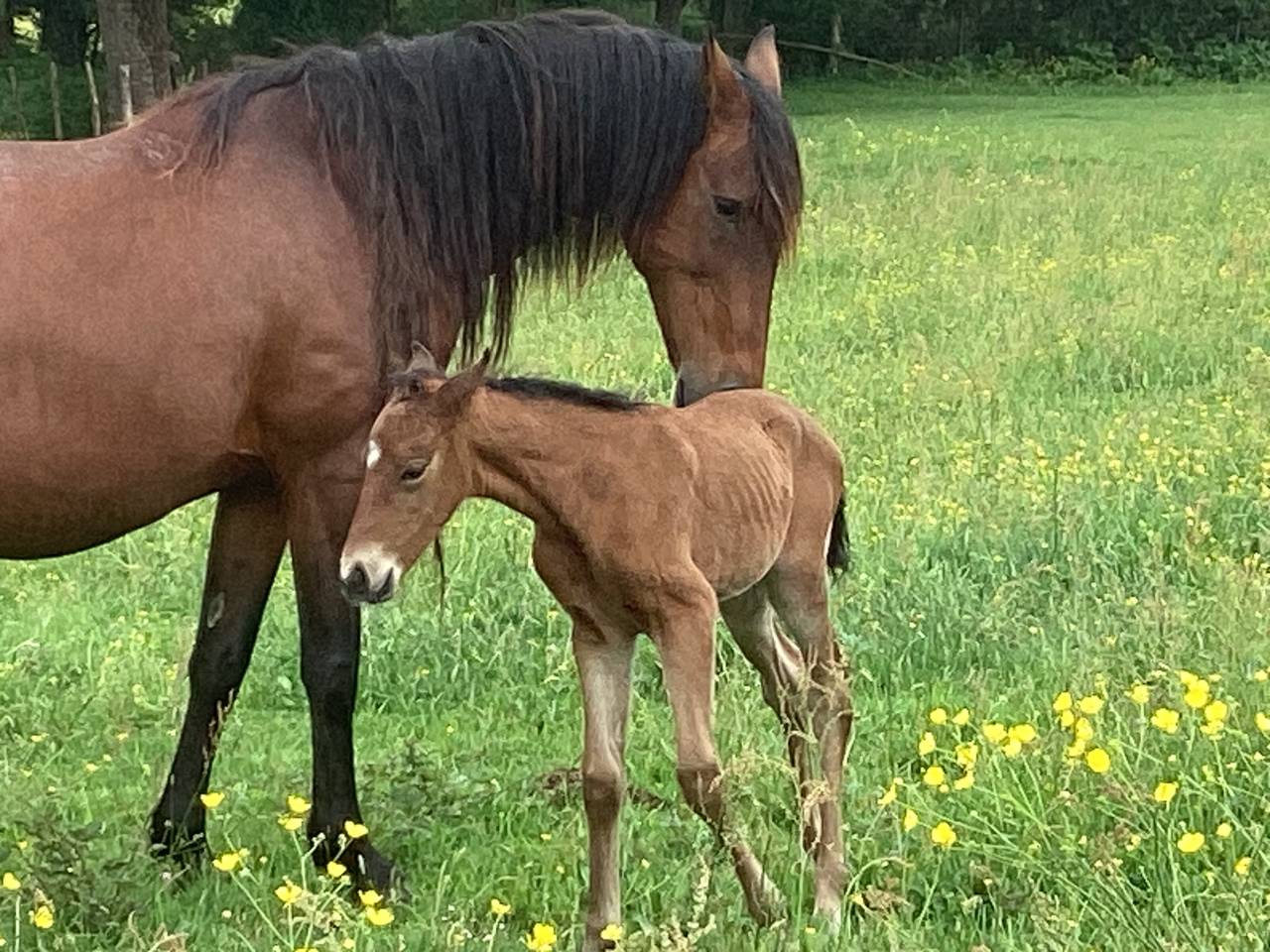 Potranca Lusitano En venta 2025 Bayo por Pablo du chalet