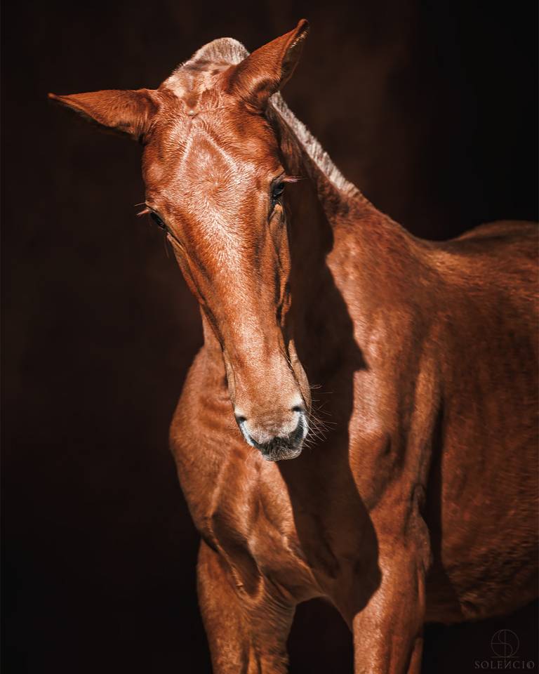 Potranca Lusitano En venta 2024 Alazán por Ouro JCL