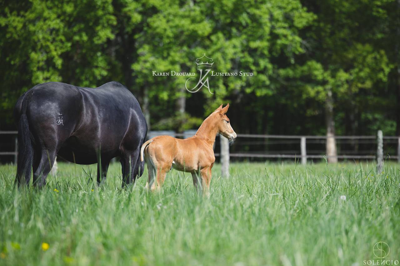 Potro Lusitano En venta 2023 Alazán por Ouro JCL