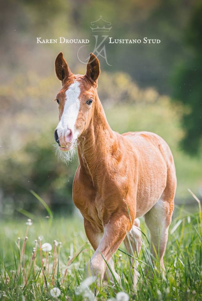 Potro Lusitano En venta 2023 Alazán por Ouro JCL