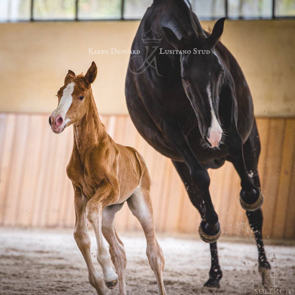 Potro Lusitano En venta 2023 Alazán por Ouro JCL