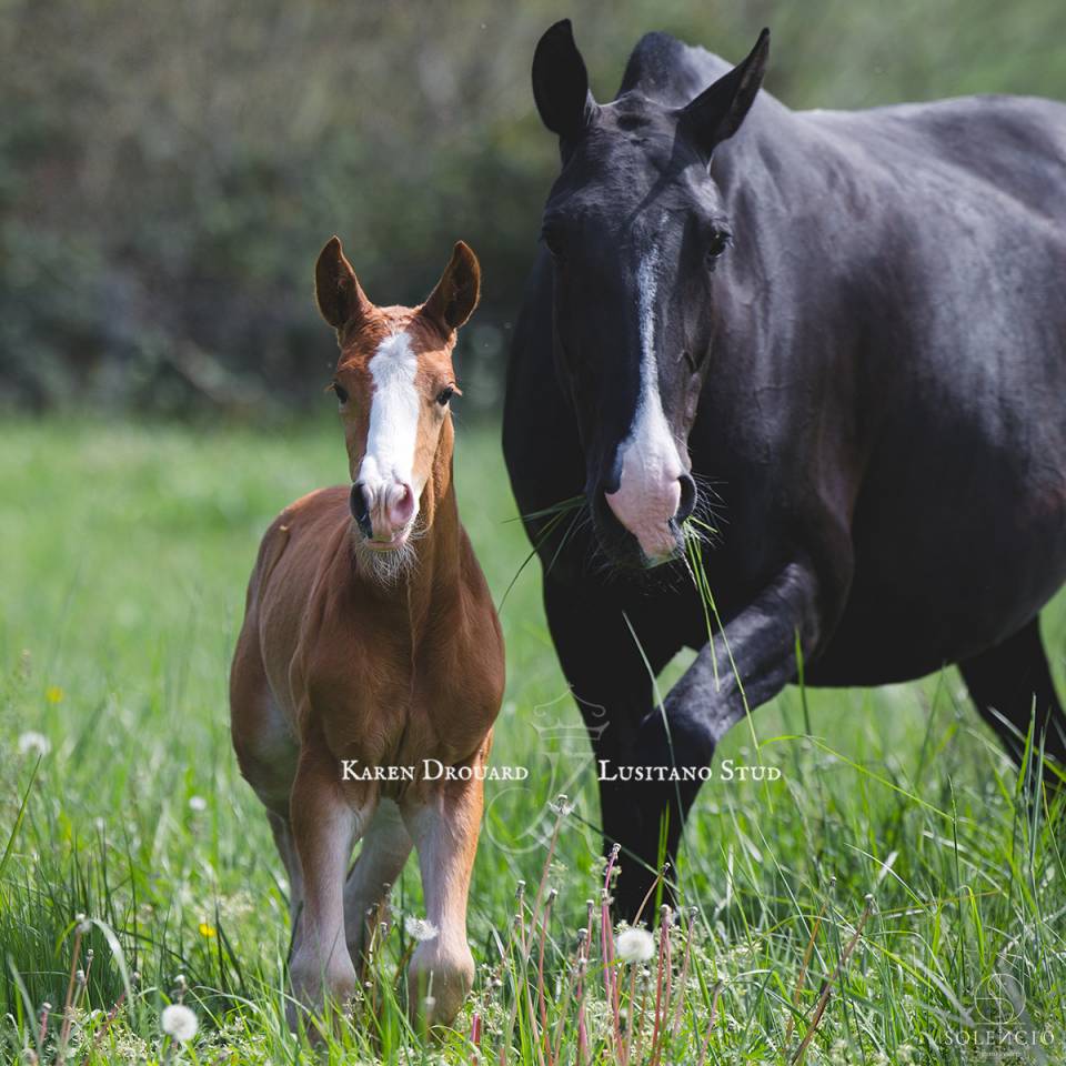 Potro Lusitano En venta 2023 Alazán por Ouro JCL