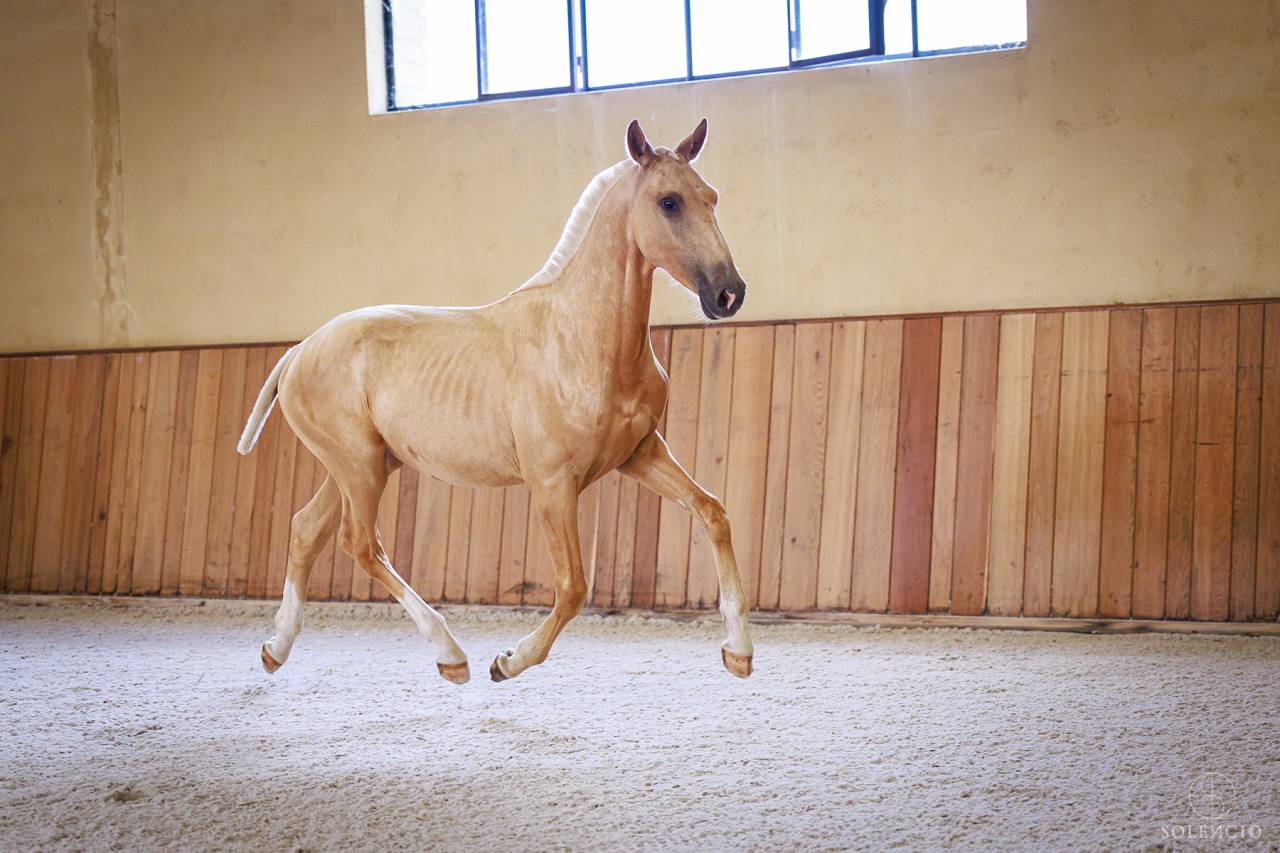 Potro Lusitano En venta 2023 Palomino por Ouro JCL