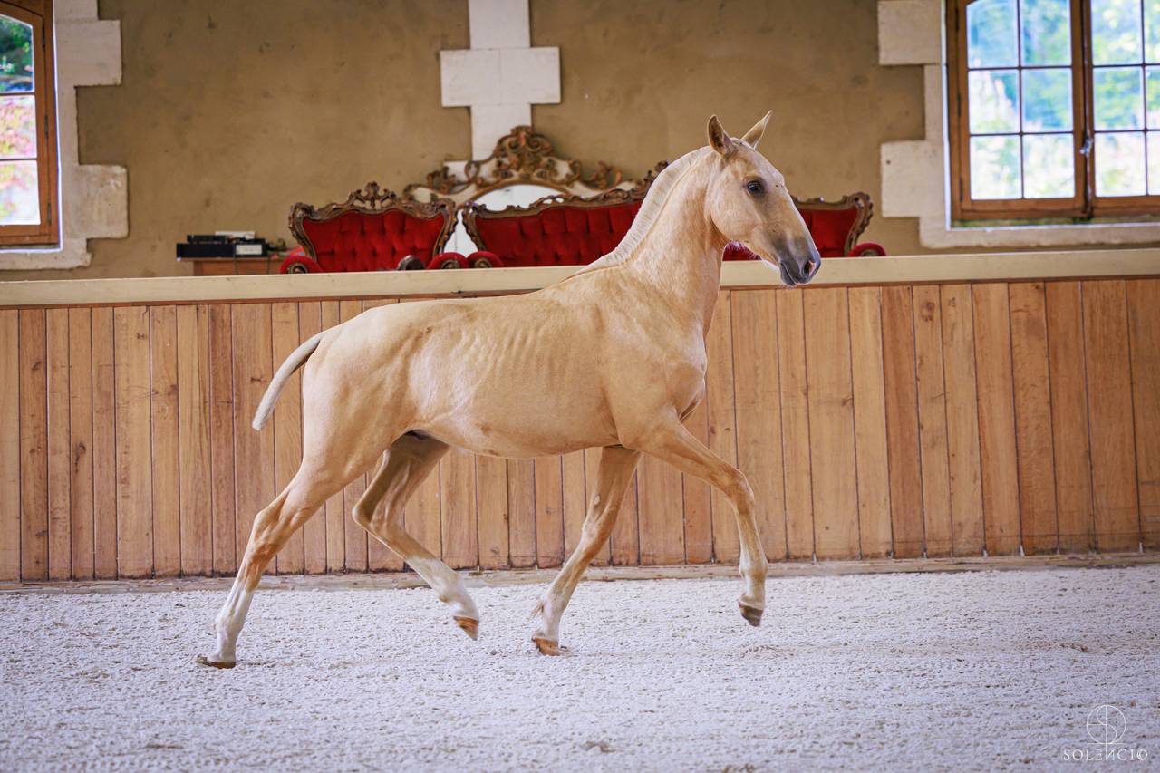 Potro Lusitano En venta 2023 Palomino por Ouro JCL