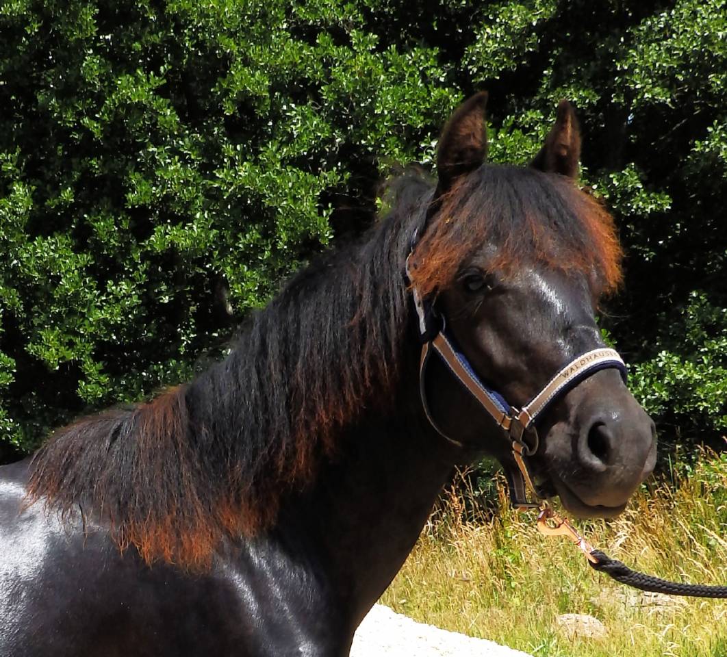 Caballo castrado Pottok En venta 2024 Negro