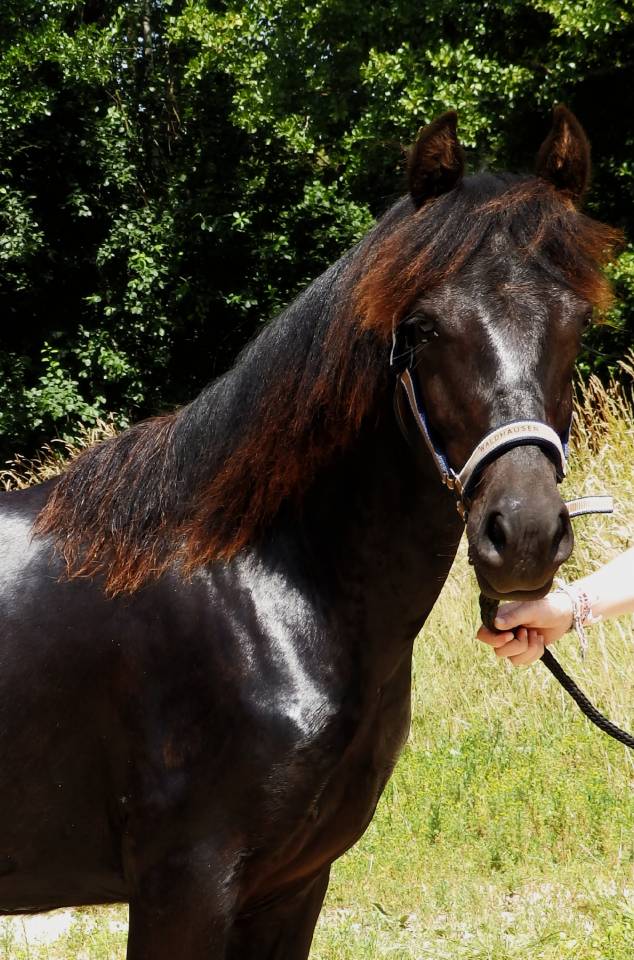 Caballo castrado Pottok En venta 2024 Negro