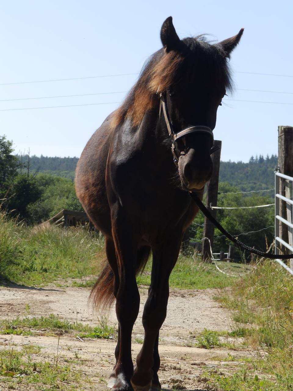 Caballo castrado Pottok En venta 2024 Negro