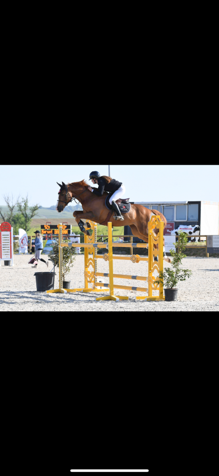 Caballo castrado Silla Francés En venta 2016 Alazán por QUIWI DREAM