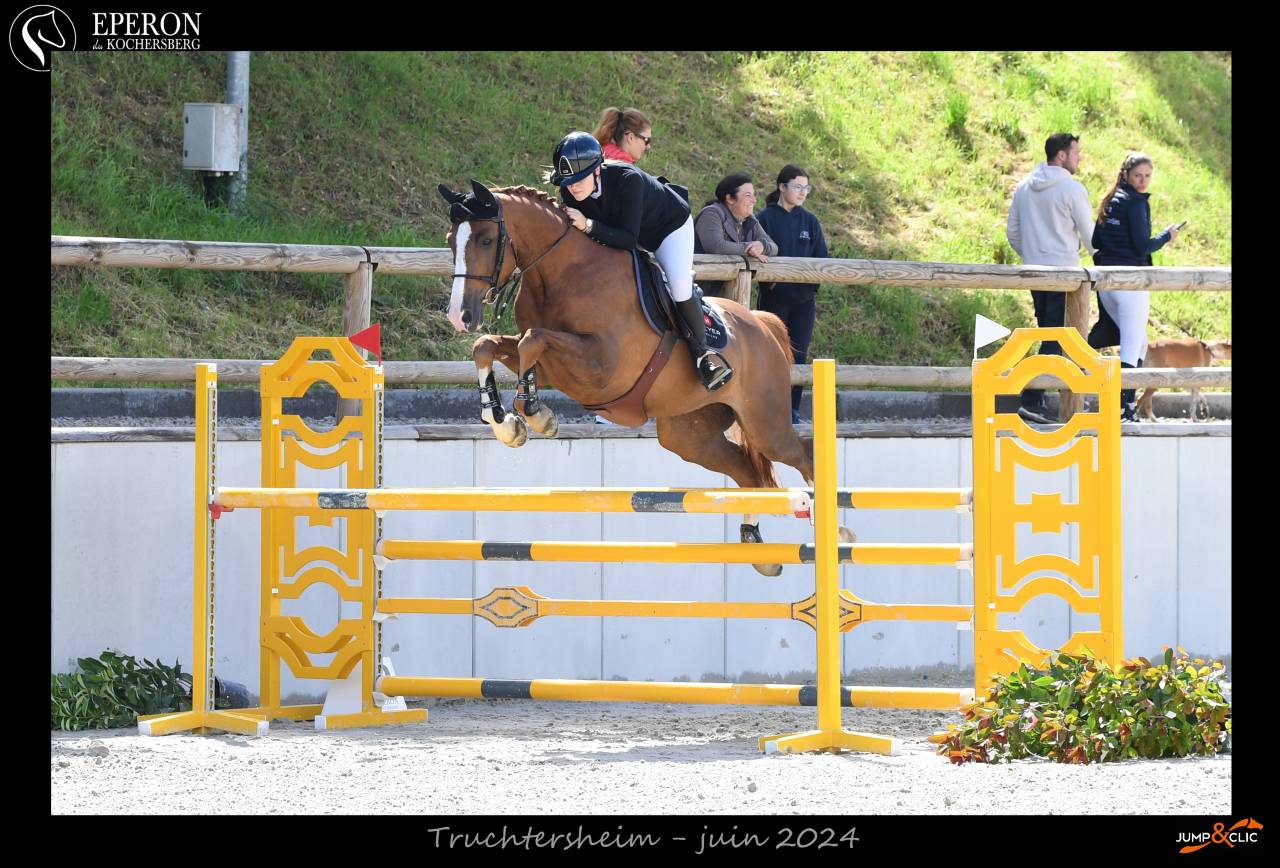 Caballo castrado Silla Francés En venta 2016 Alazán por QUIWI DREAM