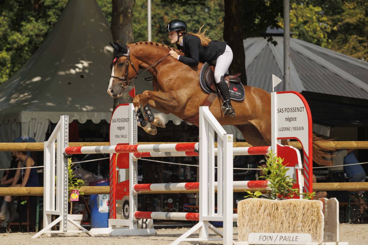 Caballo castrado Silla Francés En venta 2016 Alazán por QUIWI DREAM