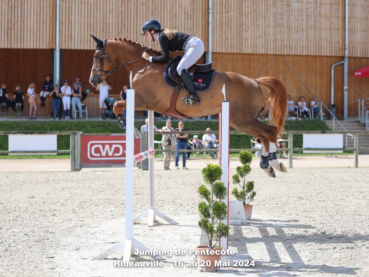 Caballo castrado Silla Francés En venta 2016 Alazán por QUIWI DREAM