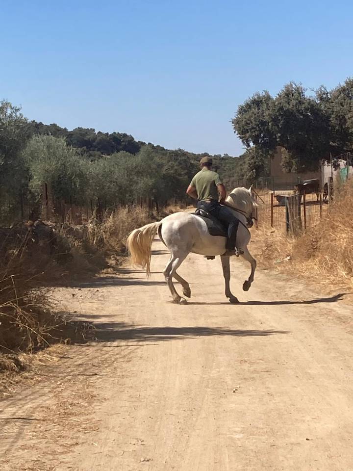 Caballo entero PRE, 7 años con excelente genética