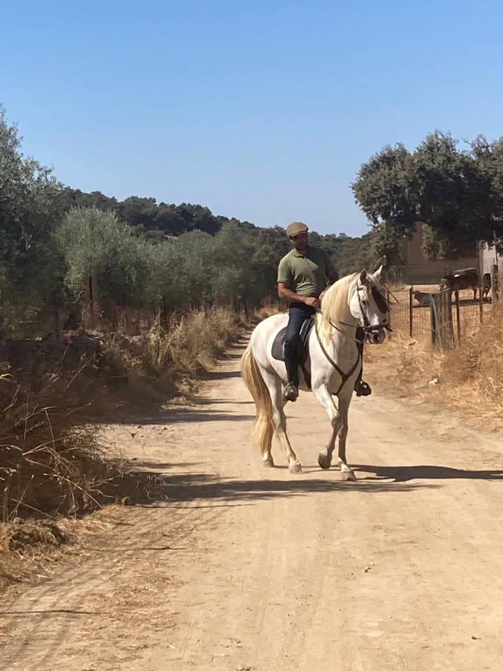 Caballo entero PRE, 7 años con excelente genética