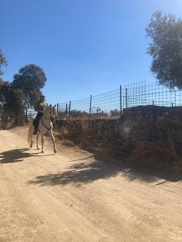 Caballo entero PRE, 7 años con excelente genética