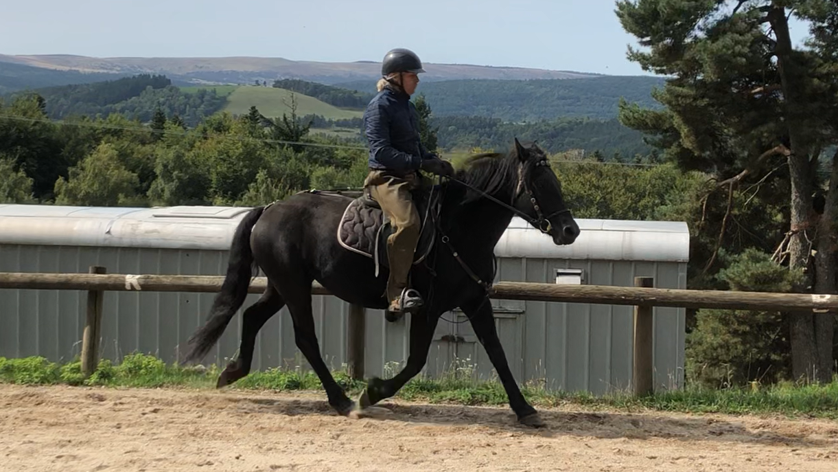 Yegua Mérens En venta 2021 Negro