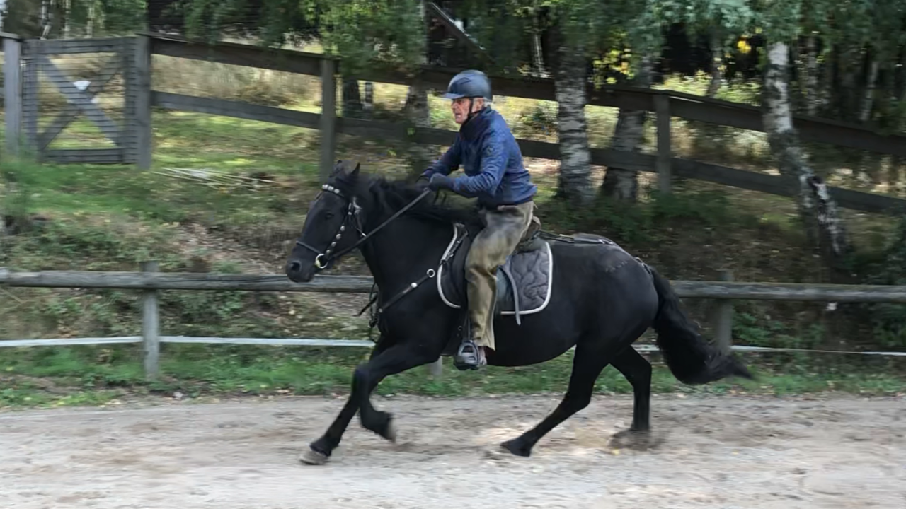 Yegua Mérens En venta 2021 Negro