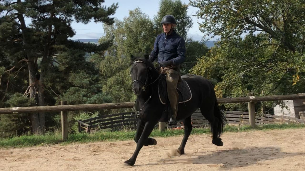 Yegua Mérens En venta 2021 Negro