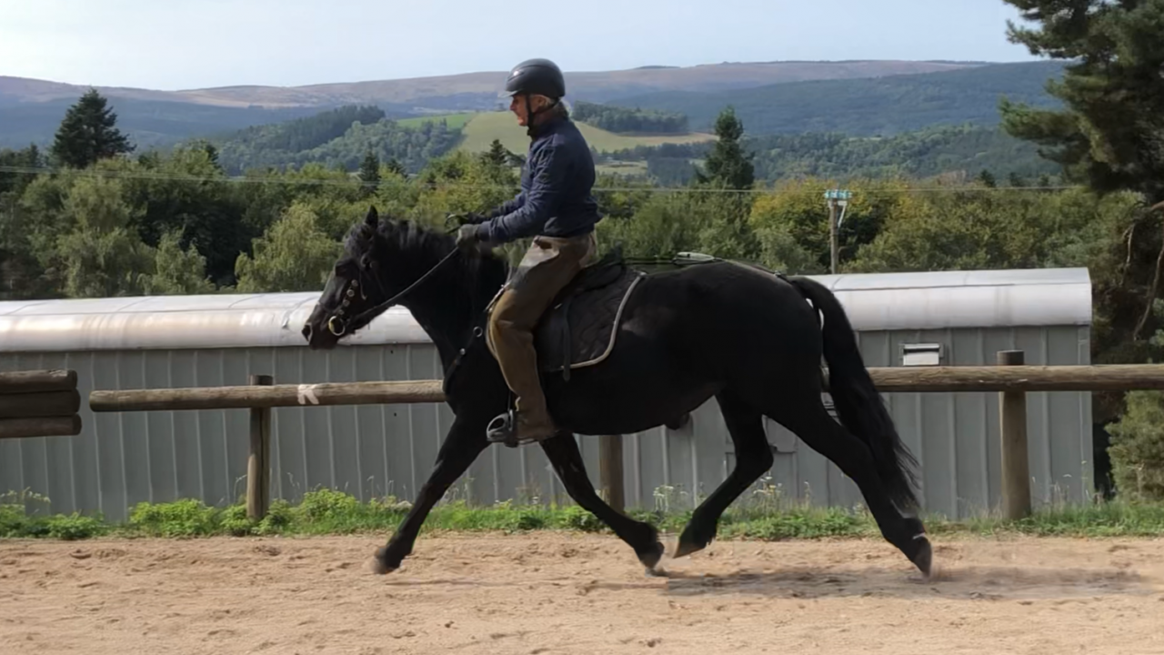 Yegua Mérens En venta 2021 Negro