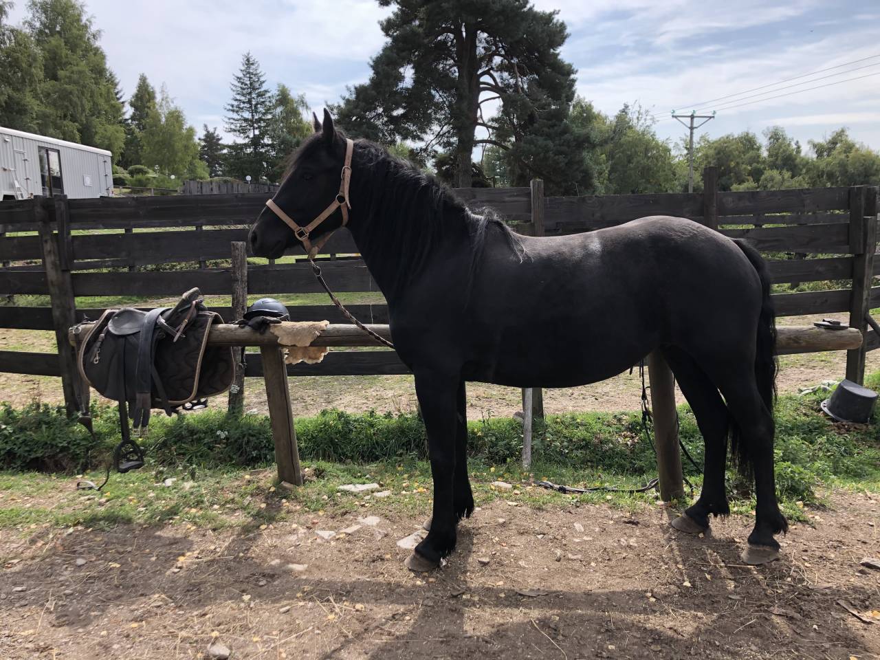 Yegua Mérens En venta 2021 Negro