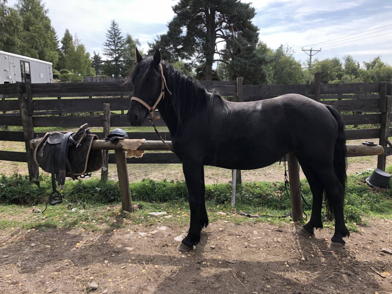 Yegua Mérens En venta 2021 Negro